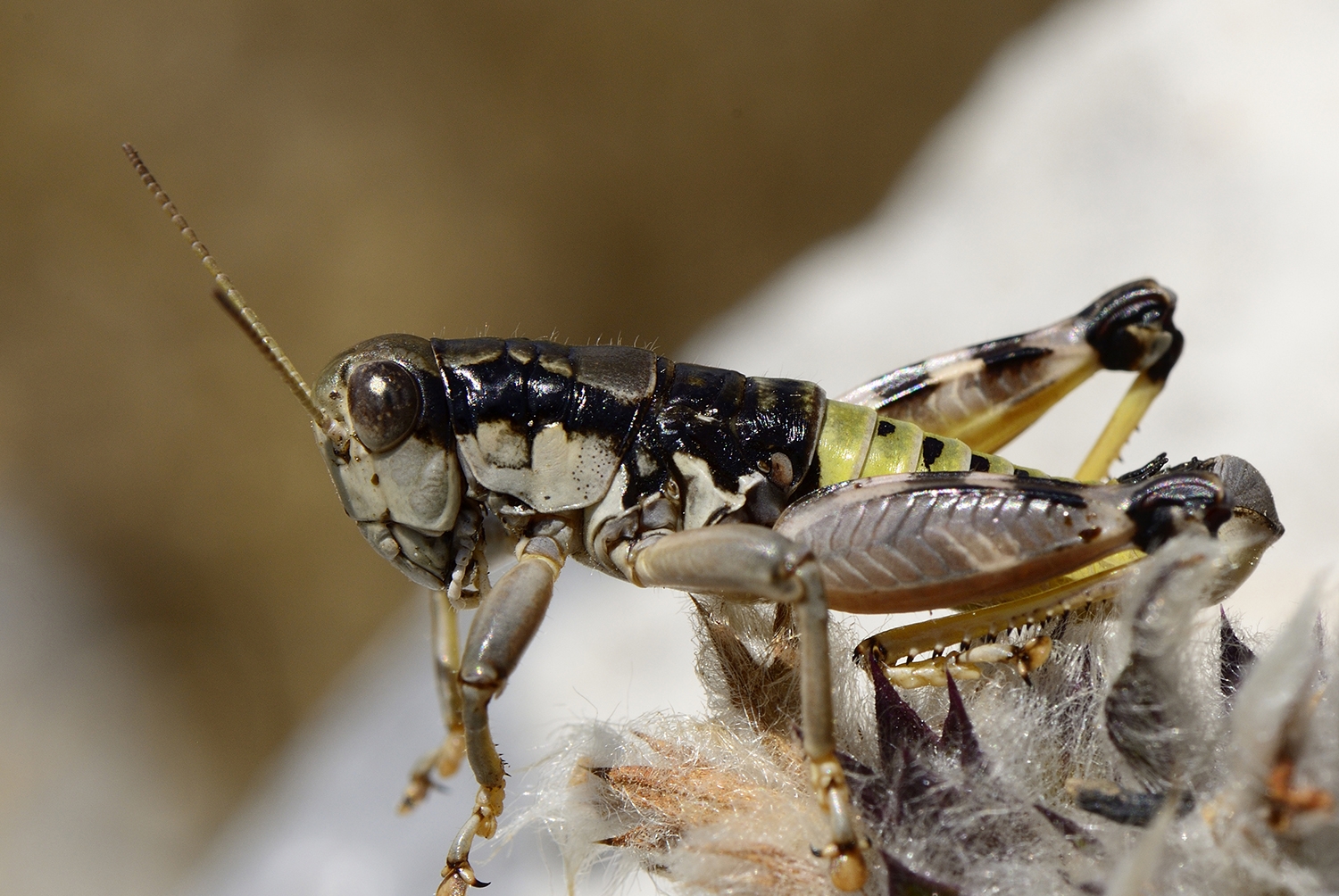 New records of Pholidoptera transsylvanica at its northern border